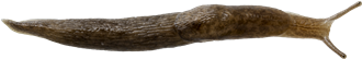 Deroceras reticulatumÅKERSNIGEL6,6 × 40,1 mm